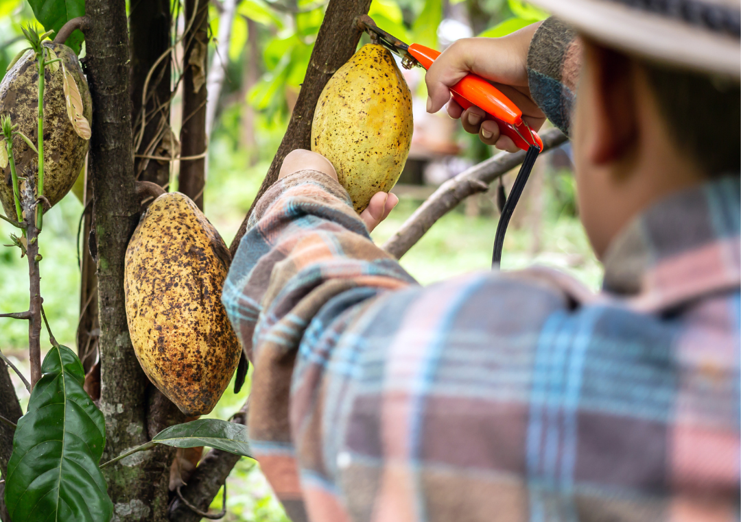 Kakaoböna skärs från ett träd