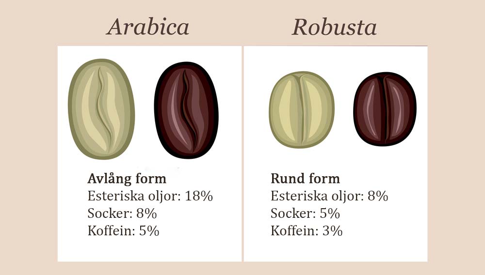 Illustration som visar skillnaden mellan arabica och robusta