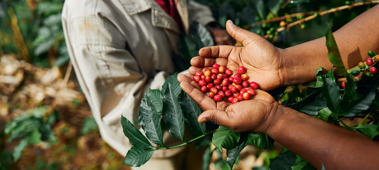 SE-Coffeeberriessustainability