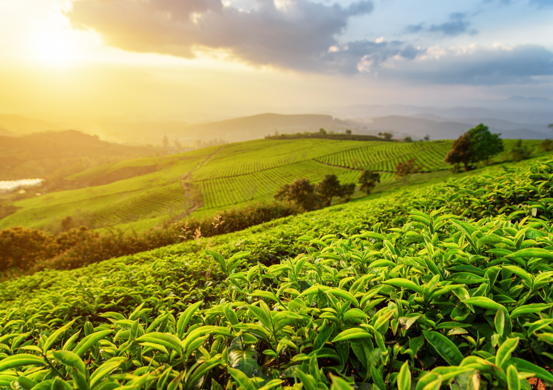 Tea field