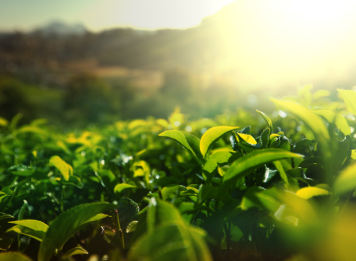 Grön plantage med solen i bakgrunden