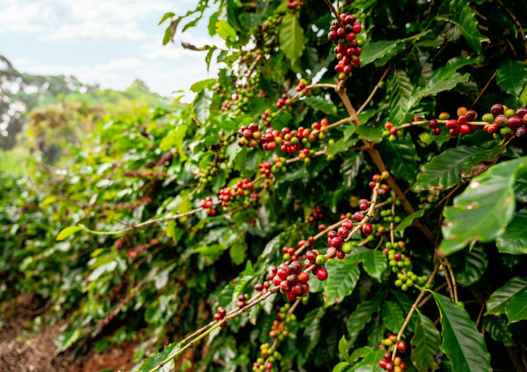 Coffee berries on a tree
