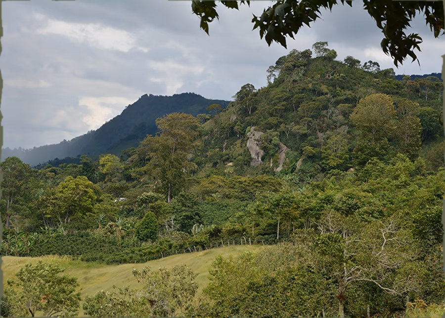 SE-Common-Grounds-honduras-coffee-landscape