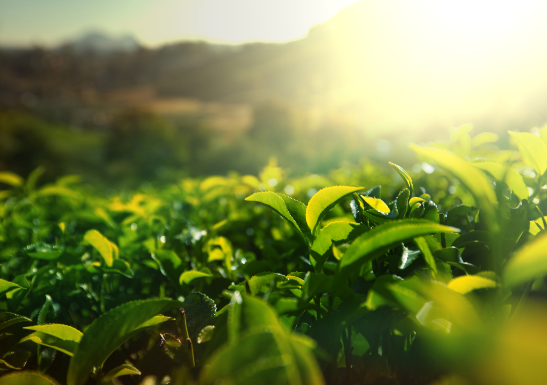 Grön plantage med solen i bakgrunden